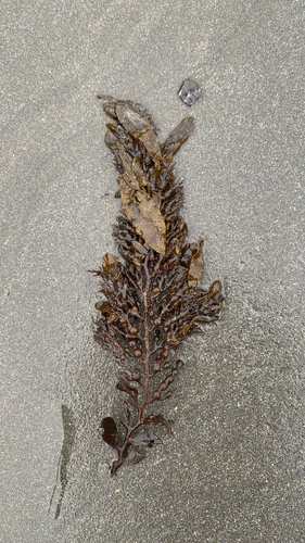 Coilodesme californica observed 2026-09-11