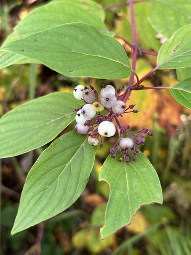 red osier dogwood