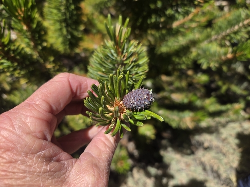 iNaturalist observation photo of Great Basin bristlecone pine