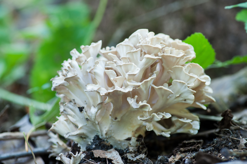 hen of the woods · September 2026 · photo: Photo: (c) Alex, some rights reserved (CC BY) · iNaturalist