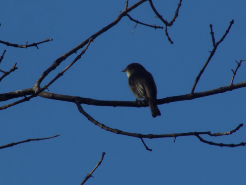 Eastern Phoebe