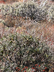 (c) klicklo, some rights reserved (CC BY) Eriodictyon crassifolium, photograph (c) klicklo, some rights reserved (CC BY)