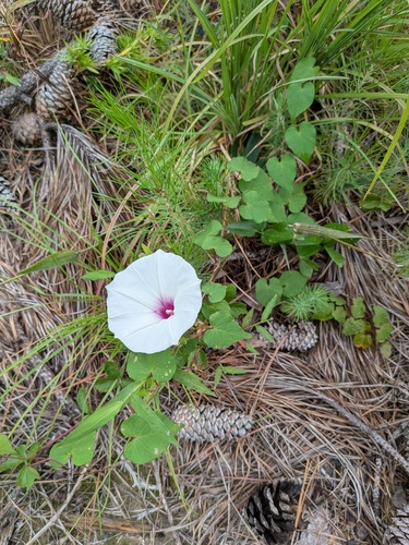 Ipomoea pandurata, photograph 4