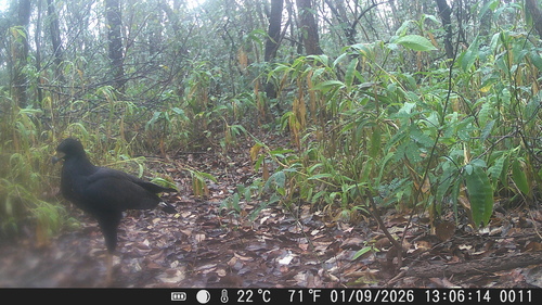 Great Black Hawk
