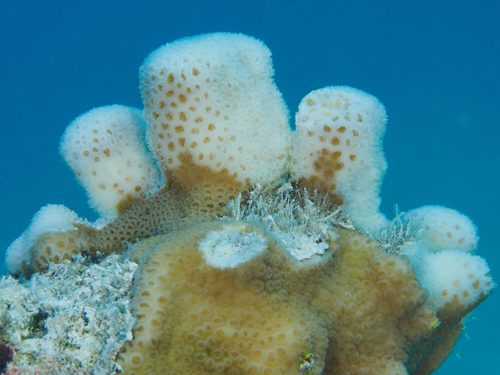 Goniastrea stelligera observed 2026-09-11