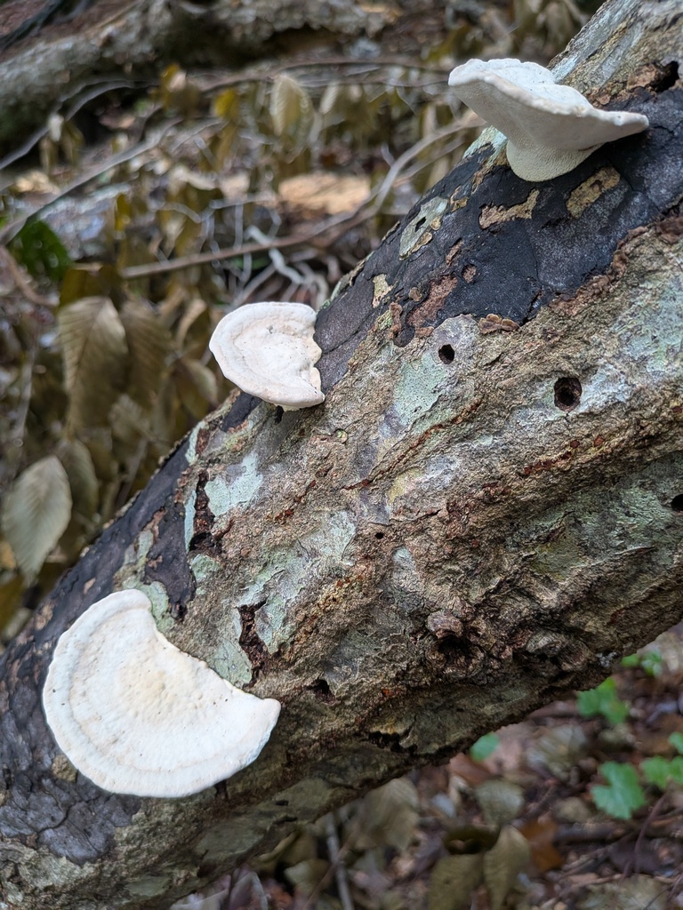 Lumpy Bracket · September 2026 · photo: Photo: (c) stephen, some rights reserved (CC BY) · iNaturalist