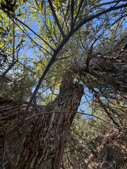 Salix laevigata, photograph (c) klicklo, some rights reserved (CC BY)