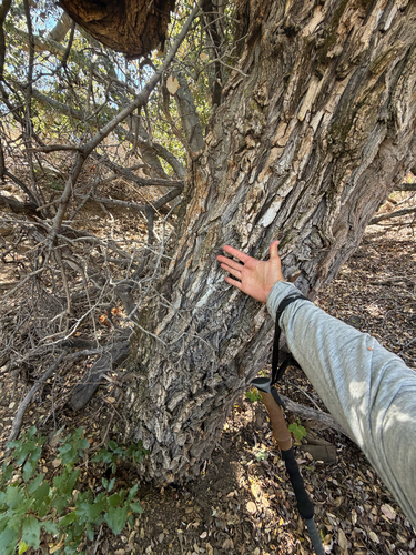 Salix laevigata, photograph 5
