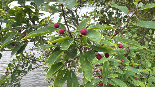 Mountain holly