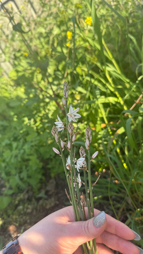 Onion-Leafed Asphodel