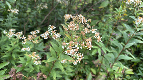 flat-top white aster