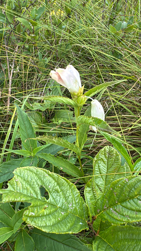 white turtlehead