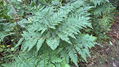 common bracken
