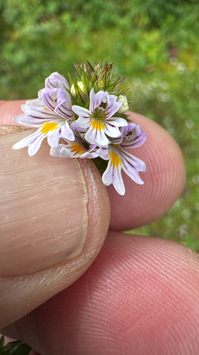 Common Eyebright