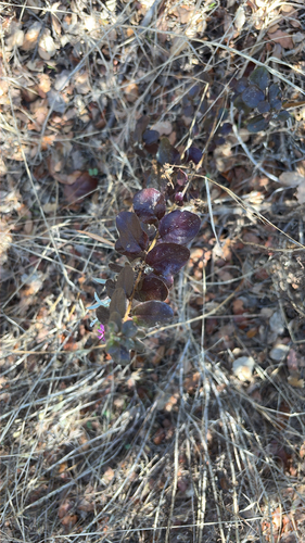 iNaturalist observation photo of Lonicera