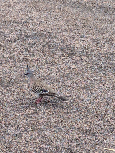 Crested Pigeon