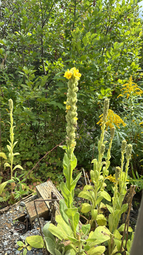 great mullein