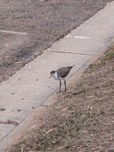 Masked Lapwing