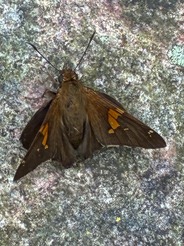 Silver-spotted Skipper