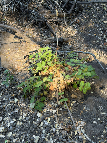 Drymocallis glandulosa, photograph 3