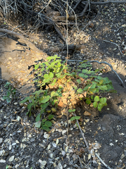 Drymocallis glandulosa, photograph (c) klicklo, some rights reserved (CC BY)