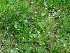 Arabidopsis halleri
