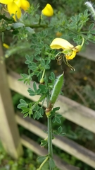 Cytisus scoparius