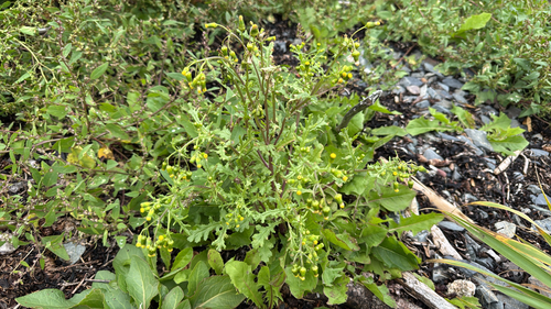 common groundsel
