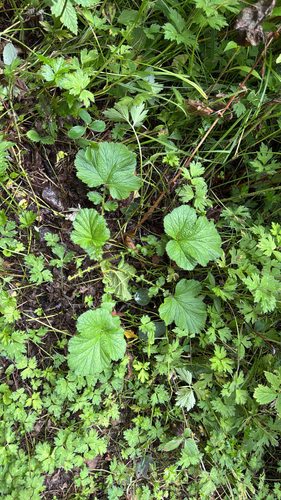 Large-leaved Avens