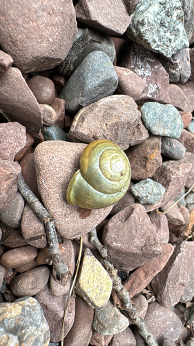 White-lipped Snail
