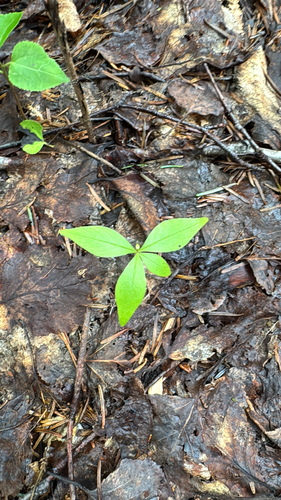 northern starflower