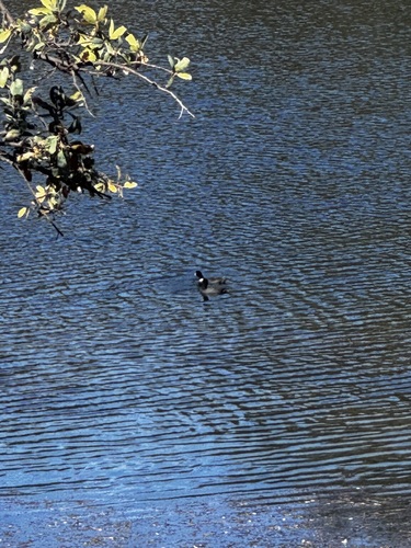 American Coot seen in Sonoma Valley