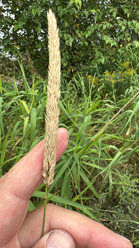 reed canary grass