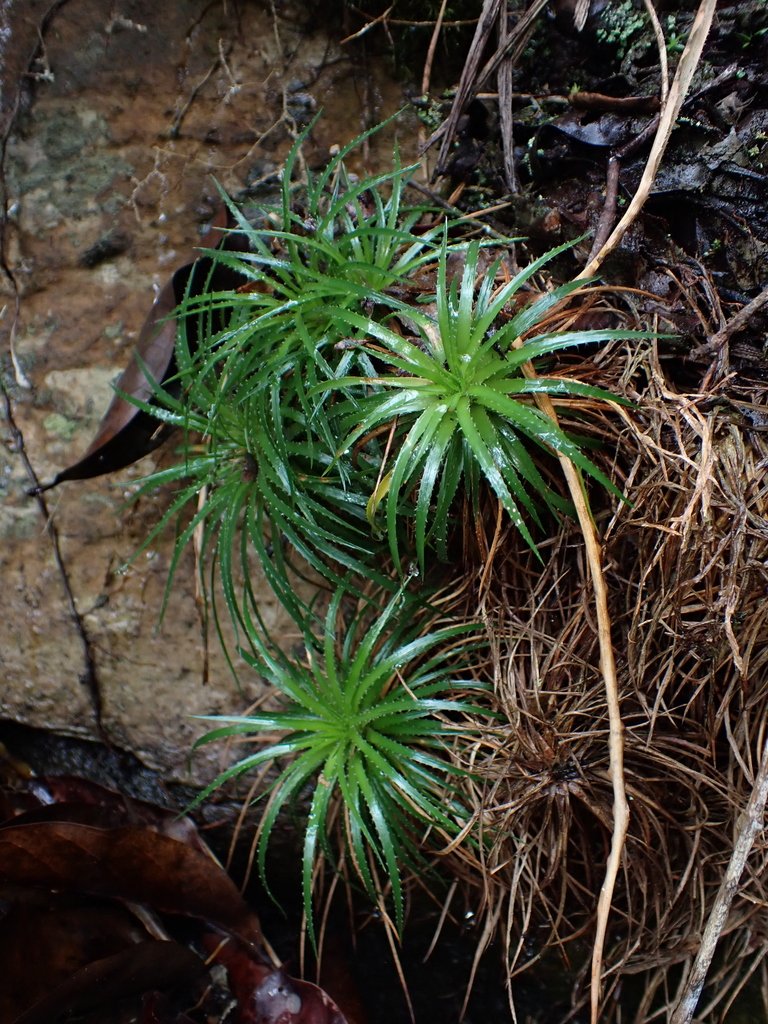 Navia tenuifolia