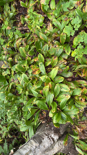 bluebead lily