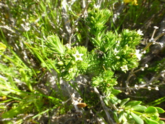 Thesium pubescens