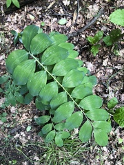 Polygonatum multiflorum