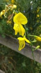Cytisus scoparius