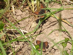 Lycaena helle