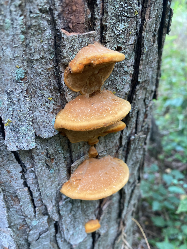 Mustard Yellow Polypore · September 2026 · photo: Photo: (c) Alex, some rights reserved (CC BY) · iNaturalist