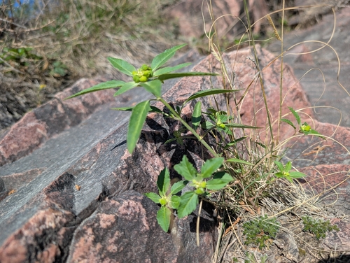 Euphorbia davidii, photograph 3