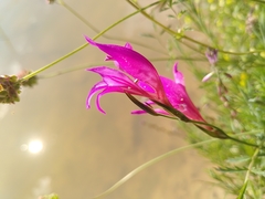 Gladiolus dubius