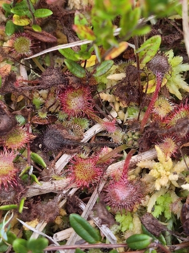 round-leaved sundew