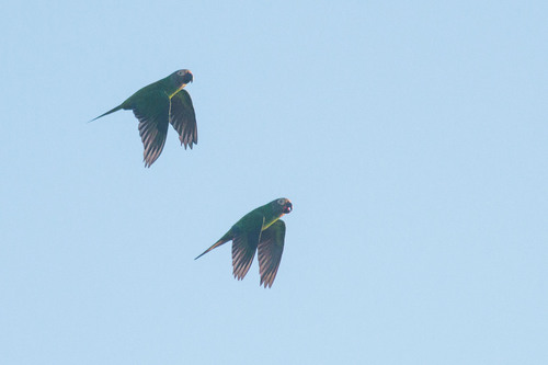 Dusky-headed Parakeet