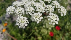 Apiaceae