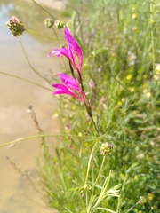 Gladiolus dubius