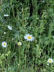Leucanthemum vulgare
