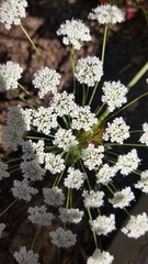 Apiaceae