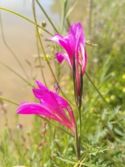 Gladiolus dubius