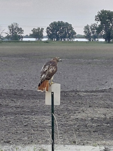 Red-tailed Hawk